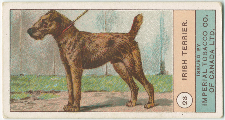 Irish Terrier.