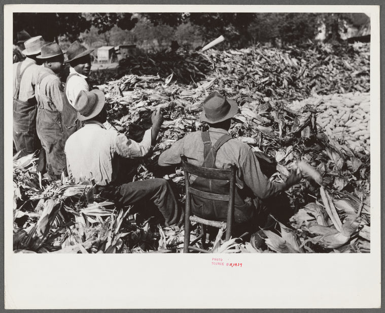 Corn shucking on farm near Fred Wilkins place. Granville County, North Carolina