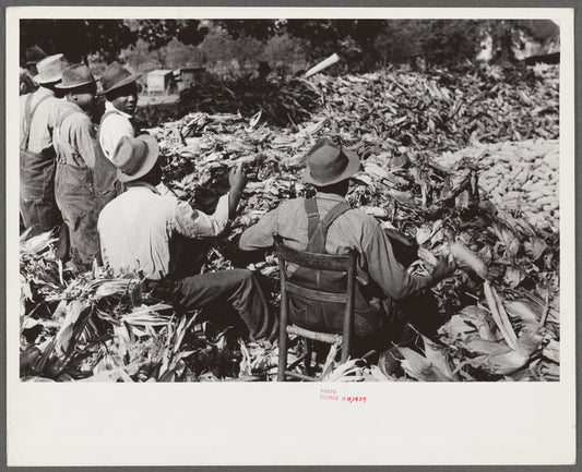 Corn shucking on farm near Fred Wilkins place. Granville County, North Carolina