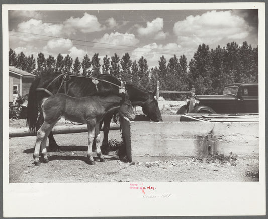 Mare and colt at trough, Fairfield Bench Farms, Montana