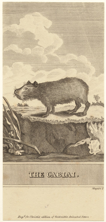 The cabiai