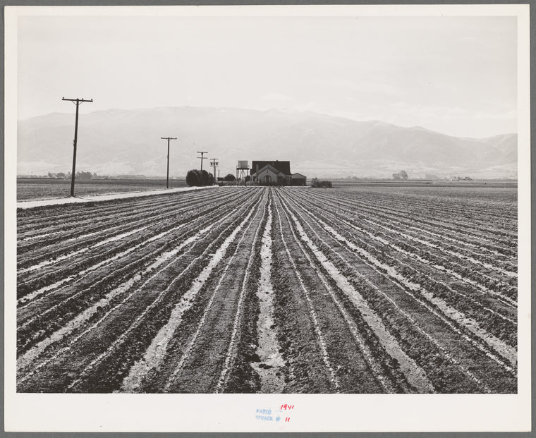 Salinas, California. Young lettuce