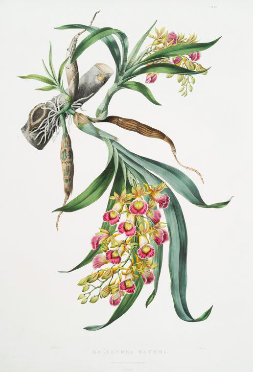 Galeandra baueri.