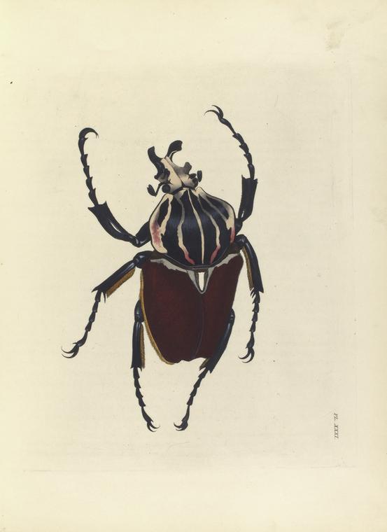 Goliathus Giganteus.